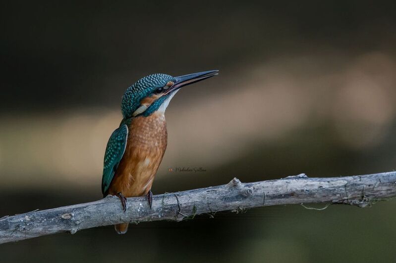 Зимородок. фото превью