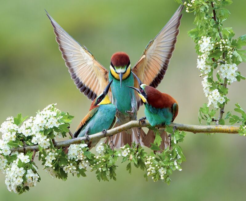 птицы щурки Скандалисты фото превью