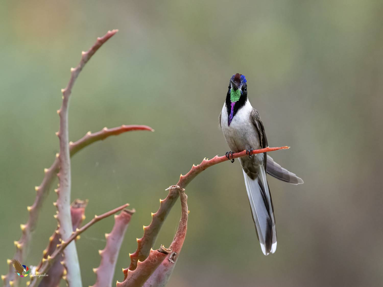 , Fernando Burgalin Sequeira