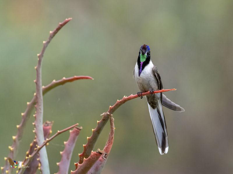Bearded Mountaineer фото превью