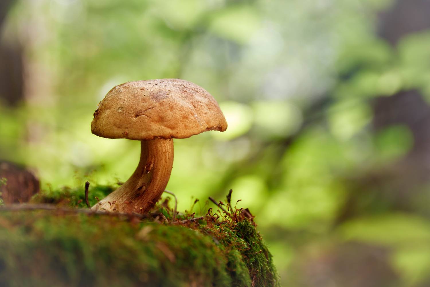 гриб, Валерий Вождаев