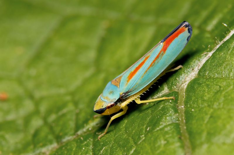 Graphocephala coccinea фото превью