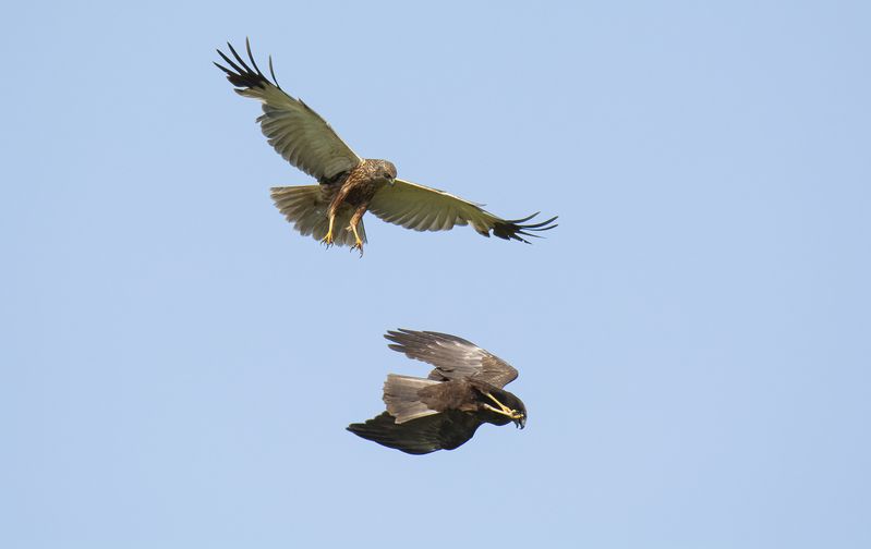 Болотные луни фото превью