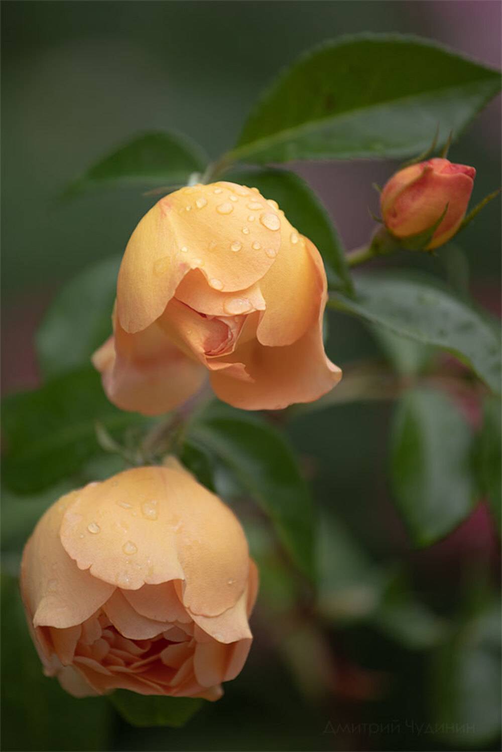 , Чудинин Дмитрий