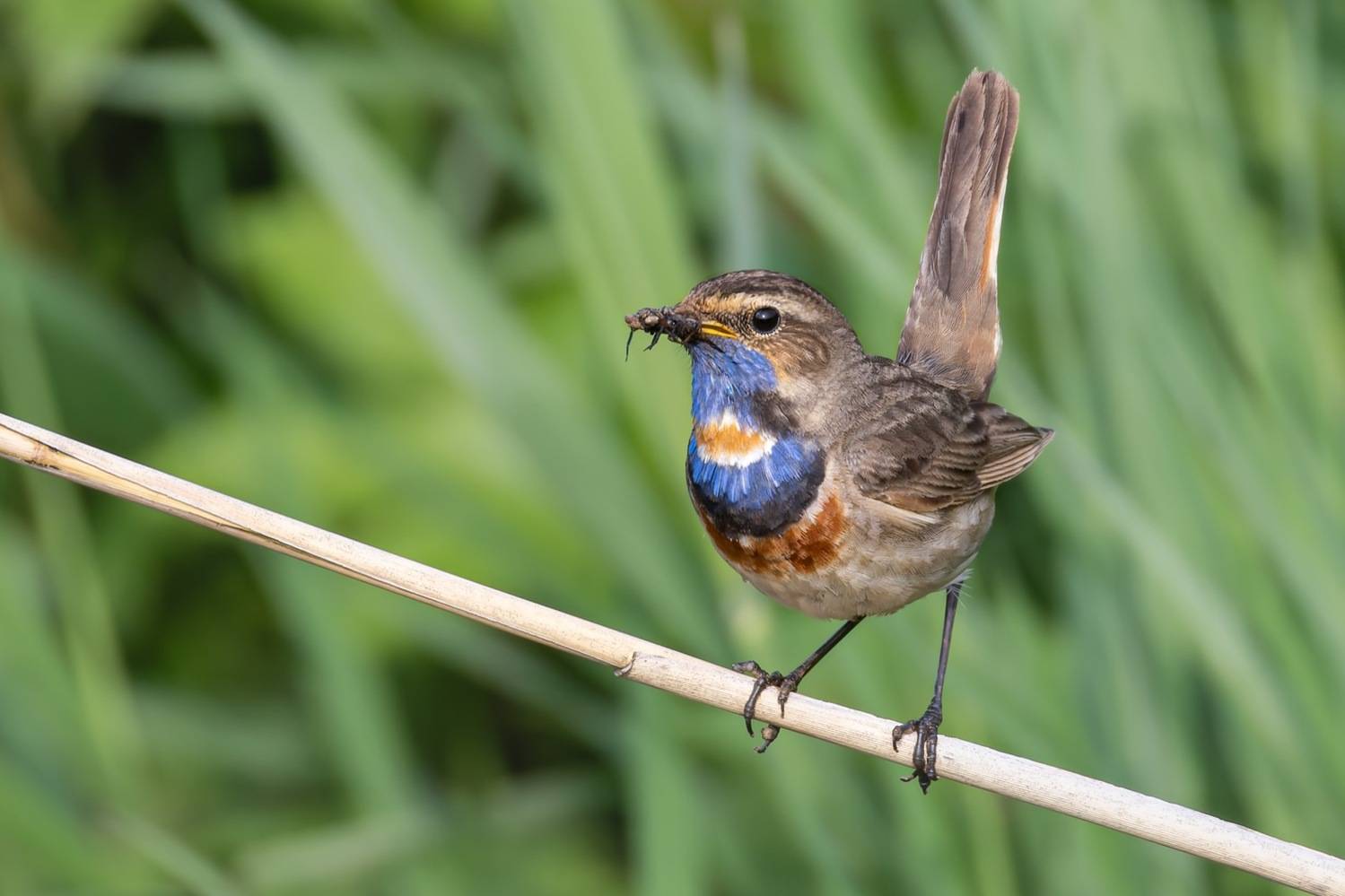 варакушка, птицы, Руслан Pl