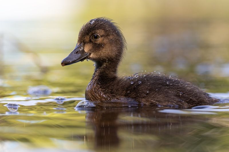 нырок, хохлатая чернеть, утенок, птицы Утенок чернети фото превью