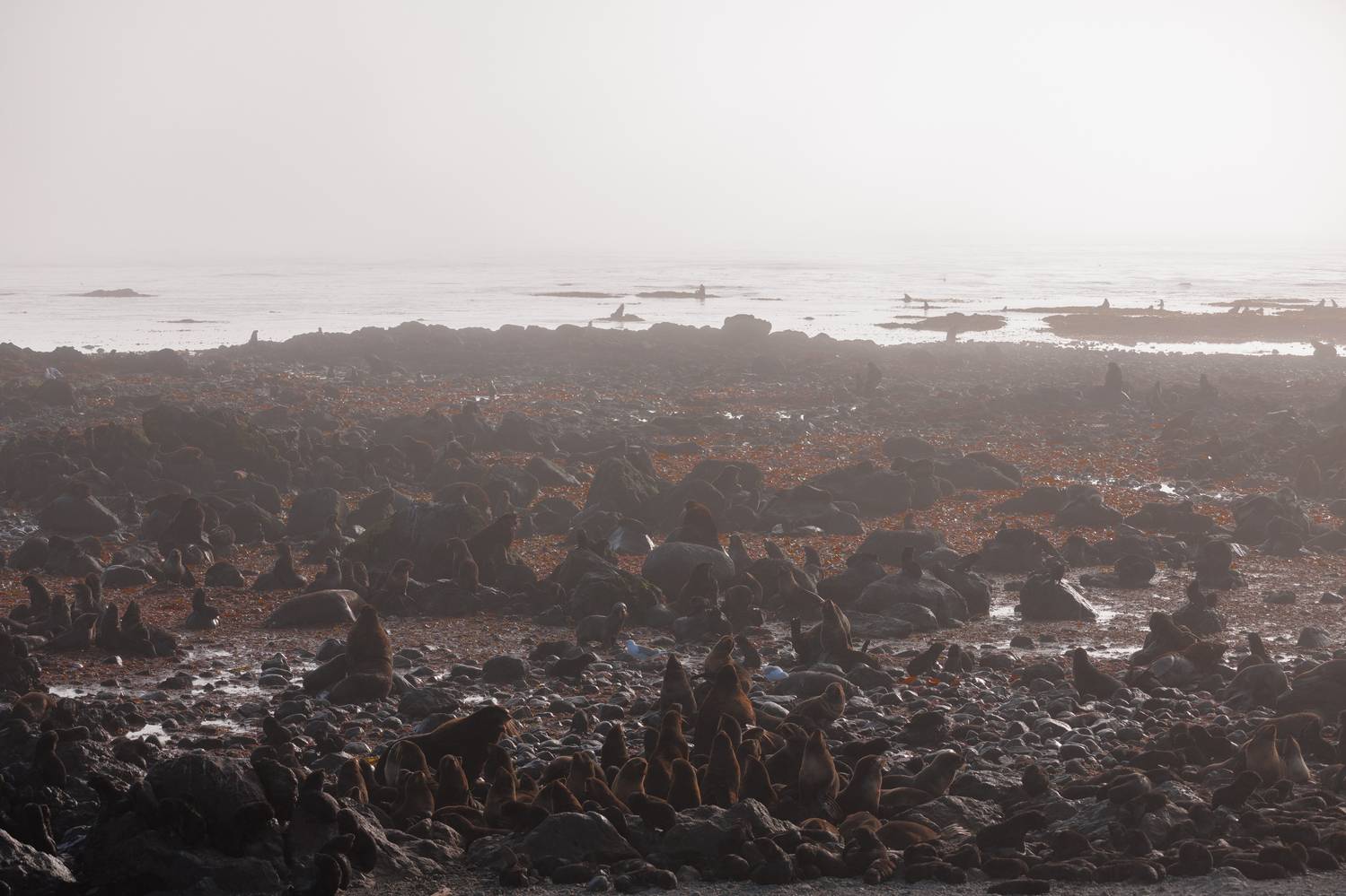 утро, командоры, северное лежбище, котики, Vladimir goiiiguk