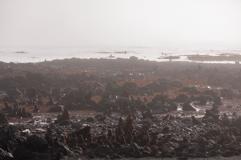 утро, командоры, северное лежбище, котики Утро туманное фото превью