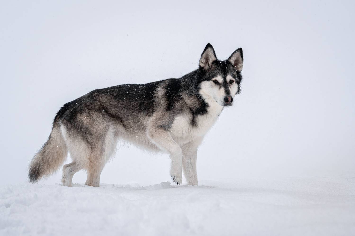 , Kriszti&aacute;n Csalami