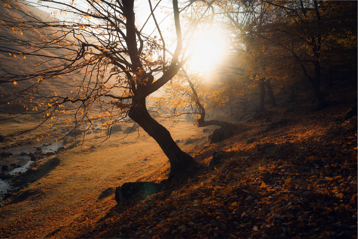  живописный, пейзаж, спокойствие,безмятежность,ветви,время года,деревенский,деревья,дикая природа,дневной свет,долина,дыхание,естественный,живописный,золотой,извилистый,исследование,красота,листва,листья,мирный,на открытом воздухе,небо,окружающая среда,ос, Oleg Suhenko