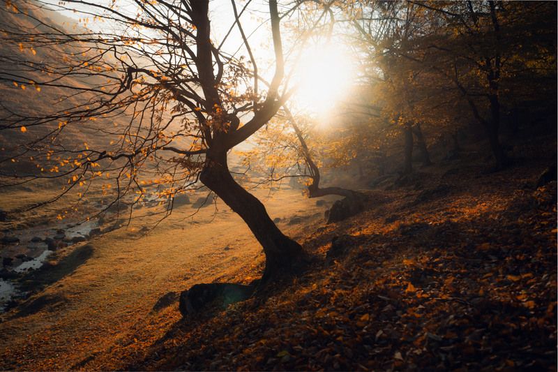 живописный, пейзаж, спокойствие,безмятежность,ветви,время года,деревенский,деревья,дикая природа,дневной свет,долина,дыхание,естественный,живописный,золотой,извилистый,исследование,красота,листва,листья,мирный,на открытом воздухе,небо,окружающая среда,ос Осенний пейзаж с золотыми листьями фото превью