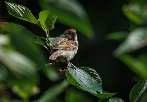 Он оглянулся посмотреть