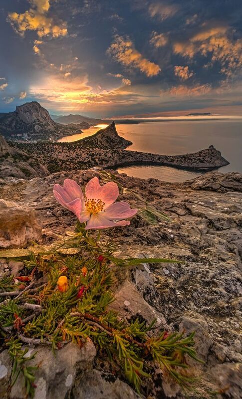 Цветок в свете восхода фото превью