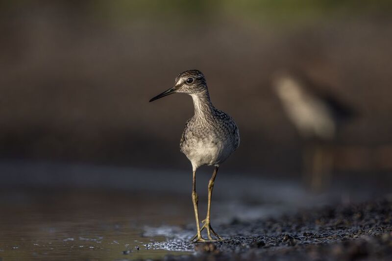 ПортрЭт прекрасной фифи фото превью