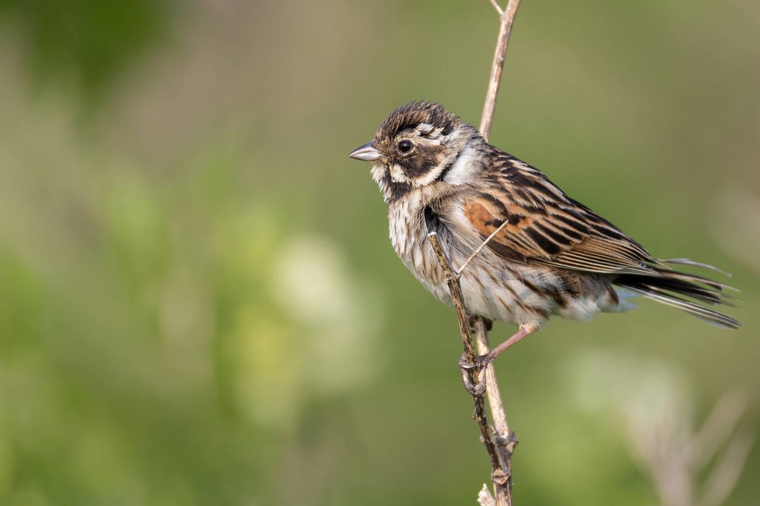 тростниковая овсянка., птицы, овсянка, Руслан Pl
