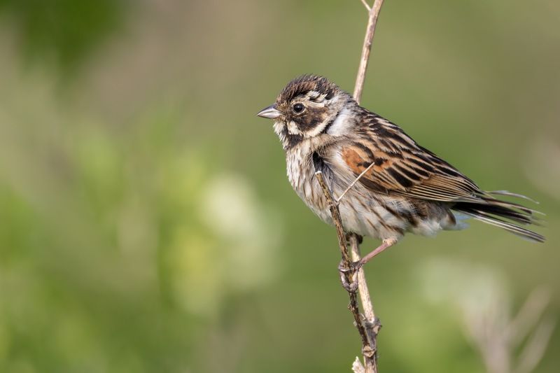тростниковая овсянка., птицы, овсянка Тростниковая овсянка фото превью