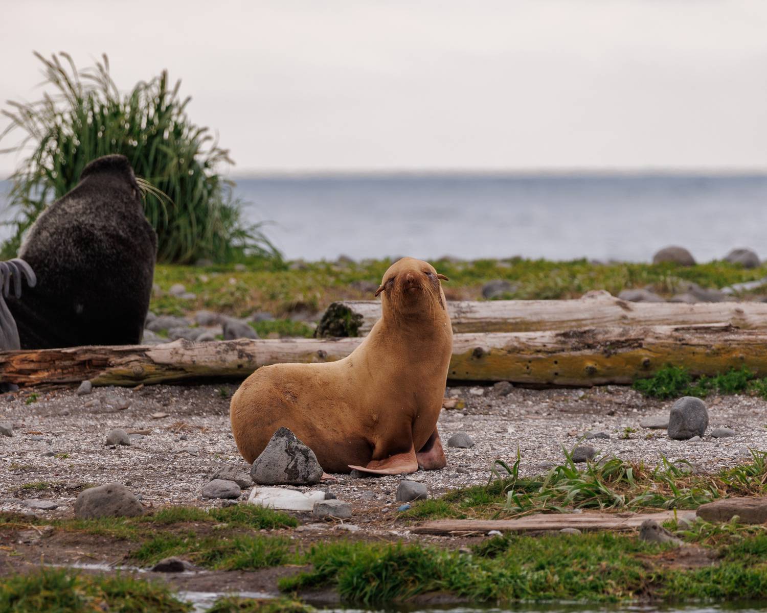 альбинос, котик, морские млекопитающие, остров беринга, Vladimir goiiiguk