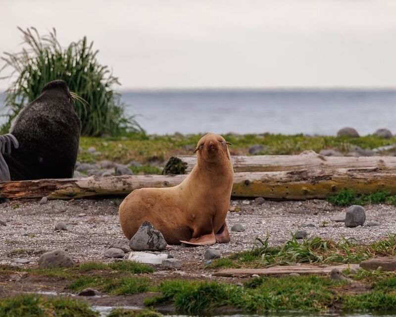 альбинос, котик, морские млекопитающие, остров беринга Альбинос фото превью