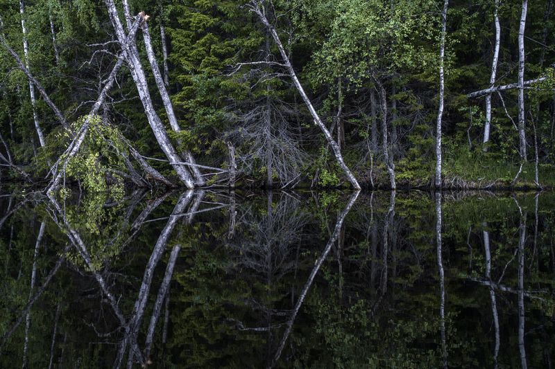 Симметрия фото превью