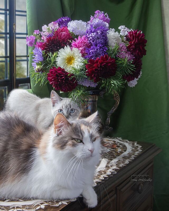 животные, кошки, питомцы, котята, кошки, букеты, цветы Сладкая парочка  фото превью