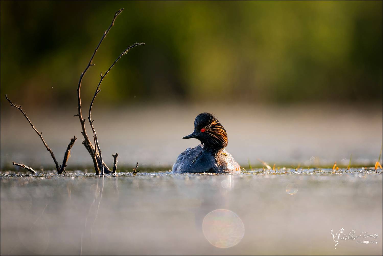 , Лобанов Роман