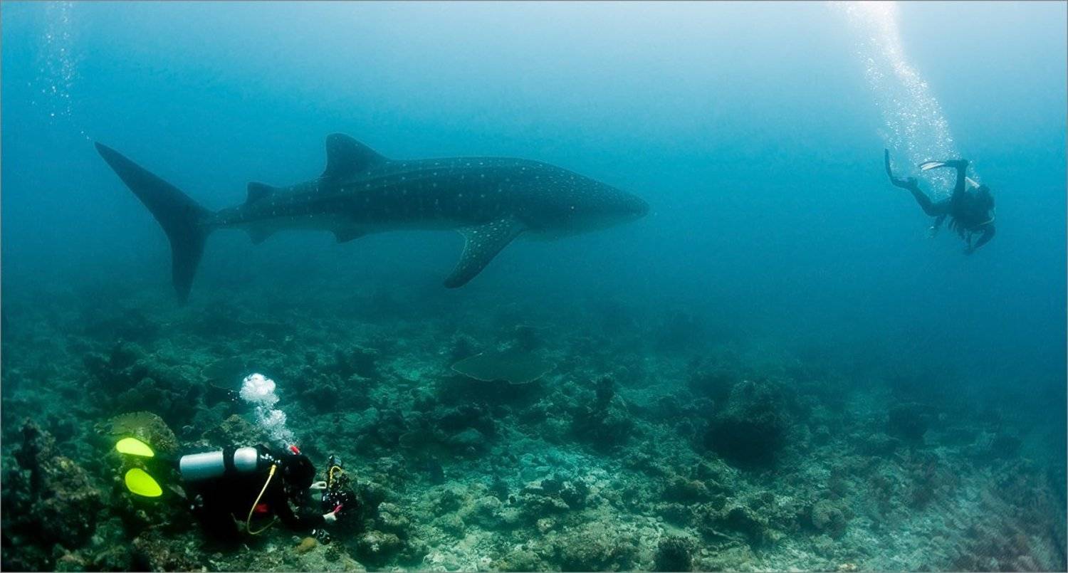 ни_унести_аднаму, Нетушки