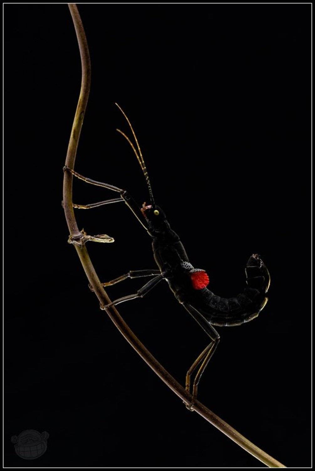 кордильерский палочник, макро, крылышки, Amazon-san