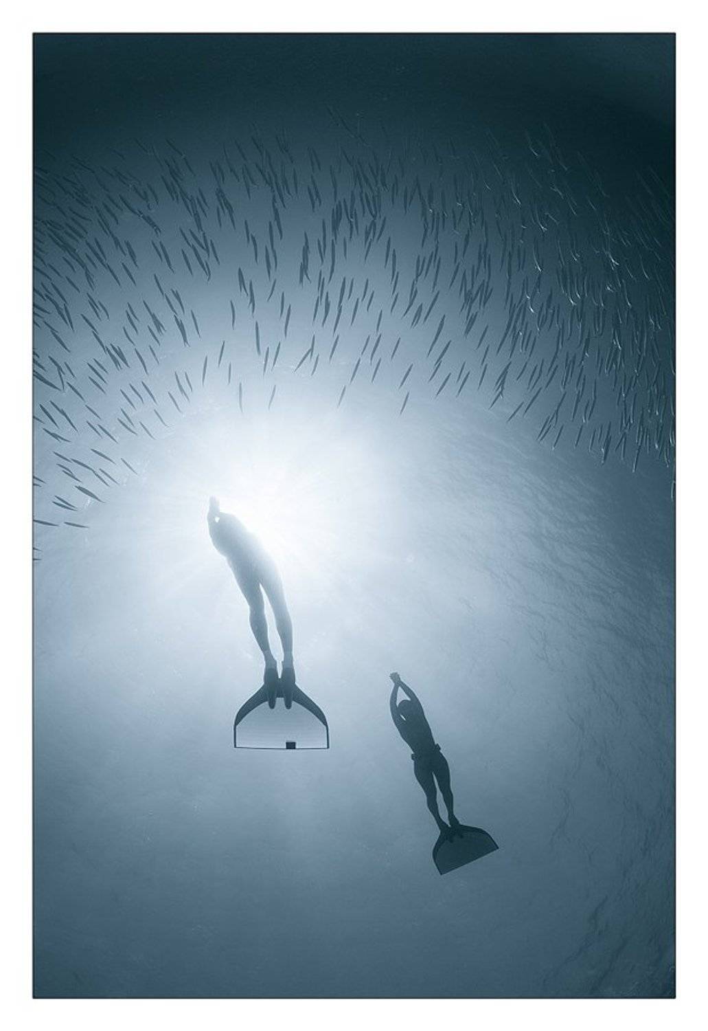 фридайвер,барракуды,стая,солнце, Нарчук Андрей