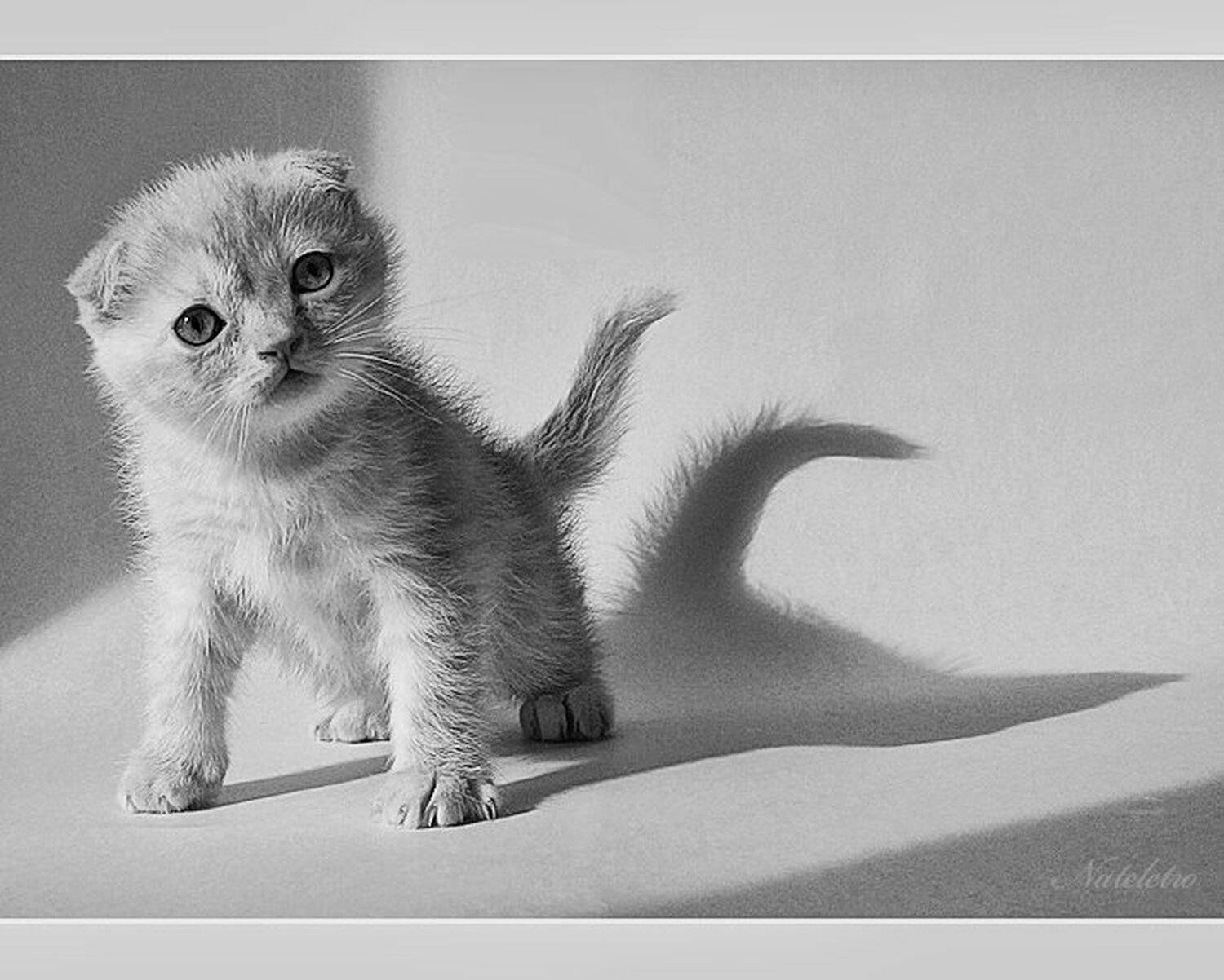 шотландский, вислоухий, котик, Nateletro