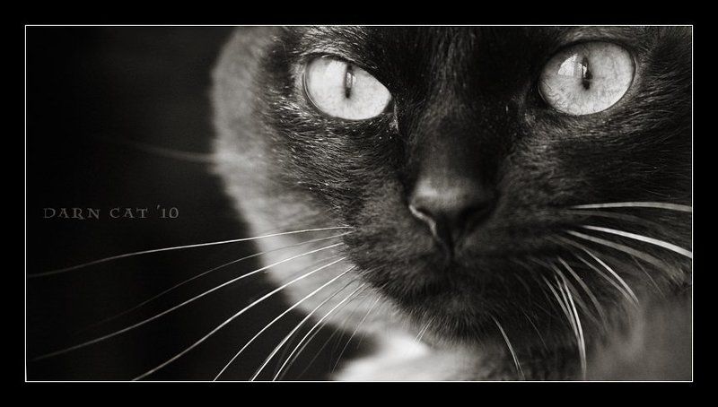 кошка, взгляд, черное, в, темной, комнате Darn Cat. Black Portrait фото превью