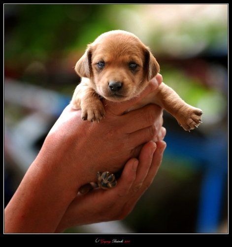 # Cобачий рынок в Ланчжоу  #4#