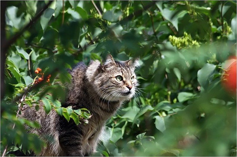 Хищник фото превью