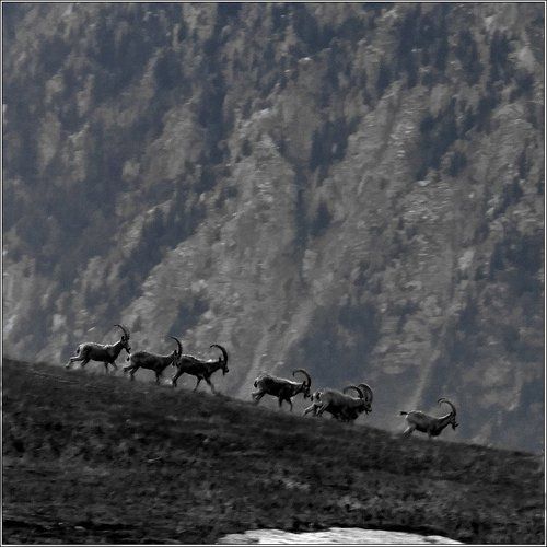 Утренний моцион.