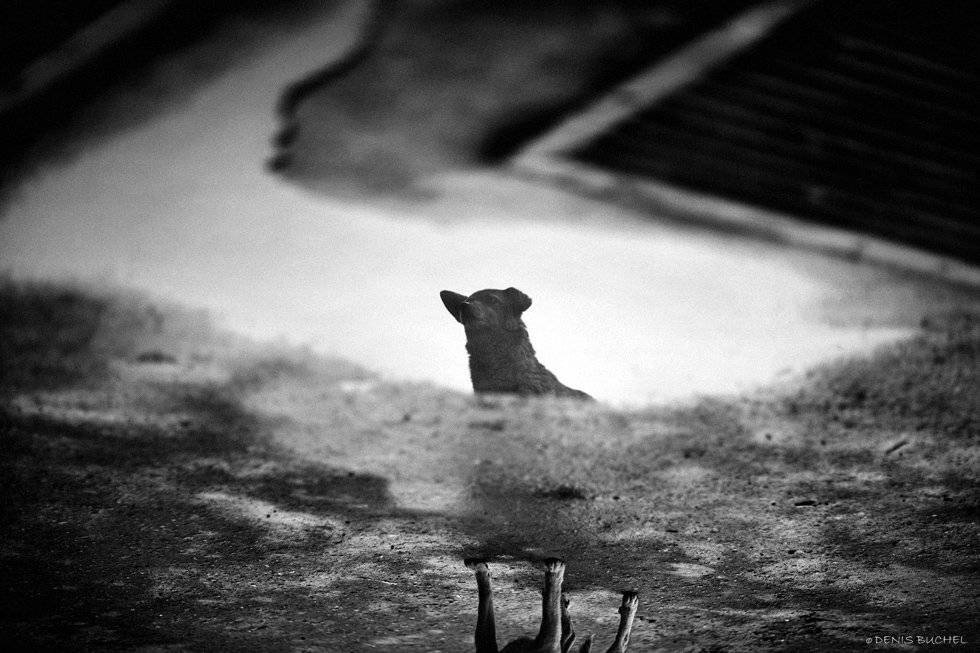 , Denis Buchel