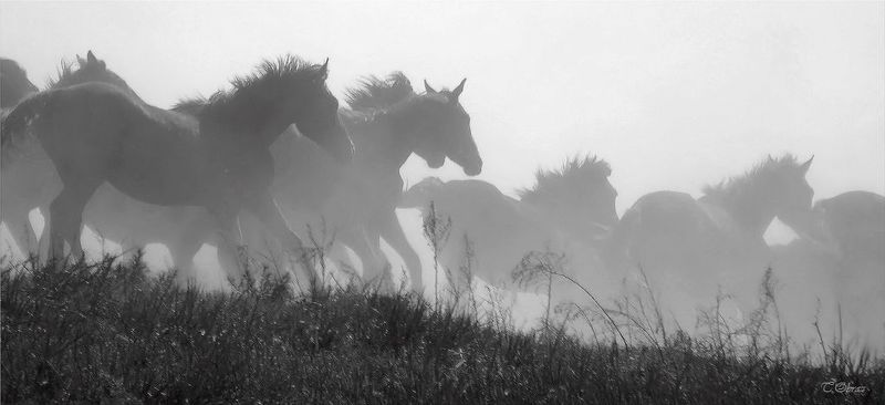 лошади  фото превью