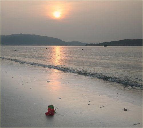 Китайские зарисовки. Китайская роза.