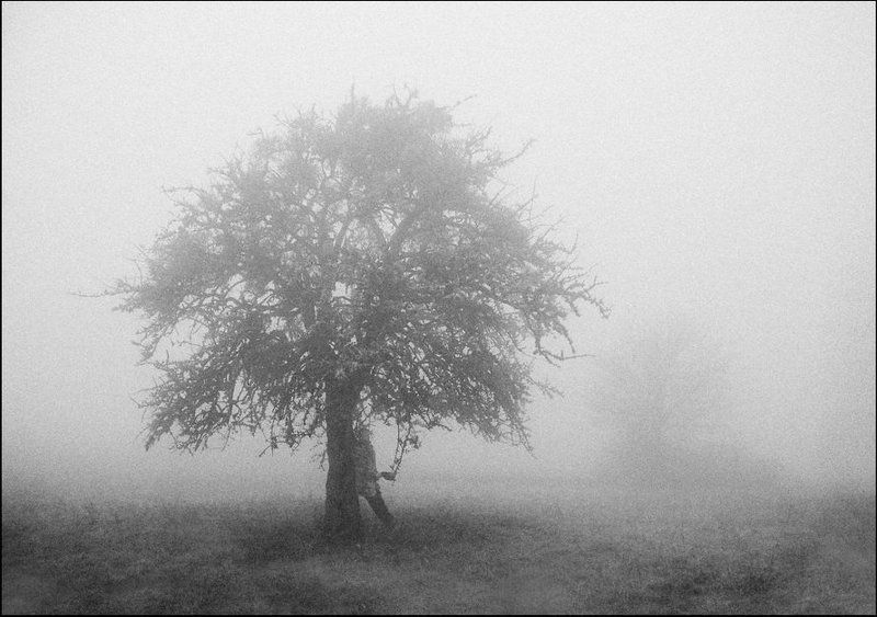 под деревом фото превью