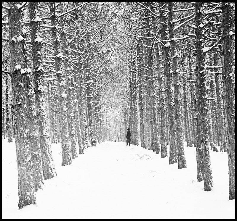 про лес и девушку фото превью