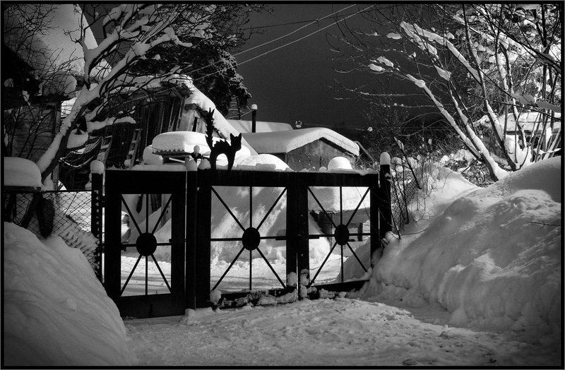 Прогулка черного кота фото превью