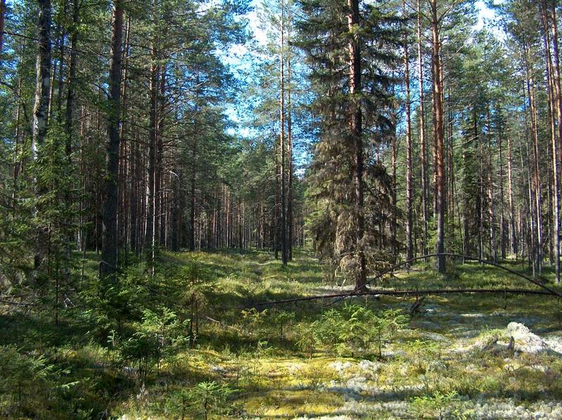 лес, тайга, ягель, елка, сосна, лето, солнце, полдень Лесные дали фото превью