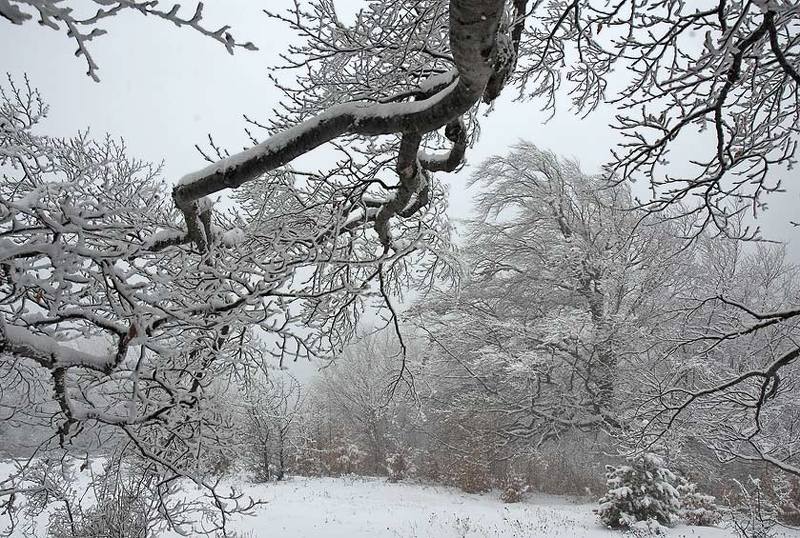 Ветви фото превью