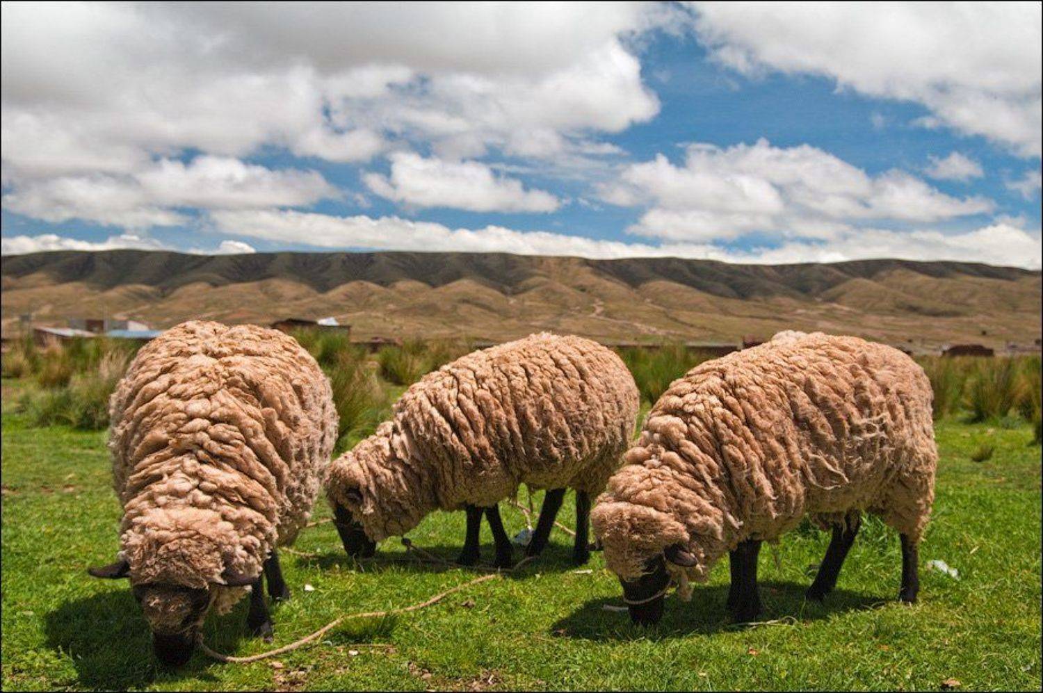 боливия, Leonid Shtishevskiy