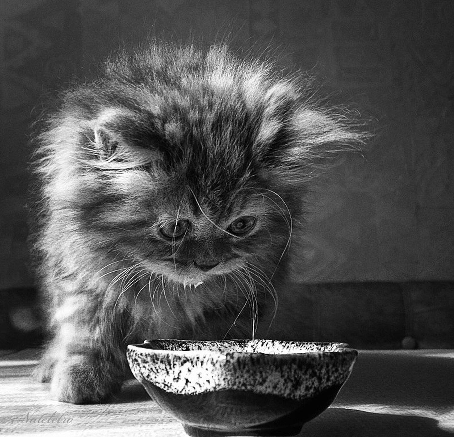 рыжий, персидский, котик, Nateletro