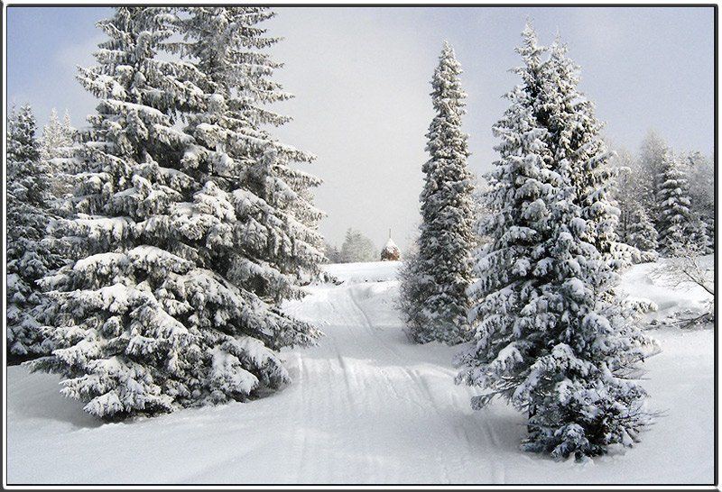 зима, карпаты, зимний, лес  фото превью