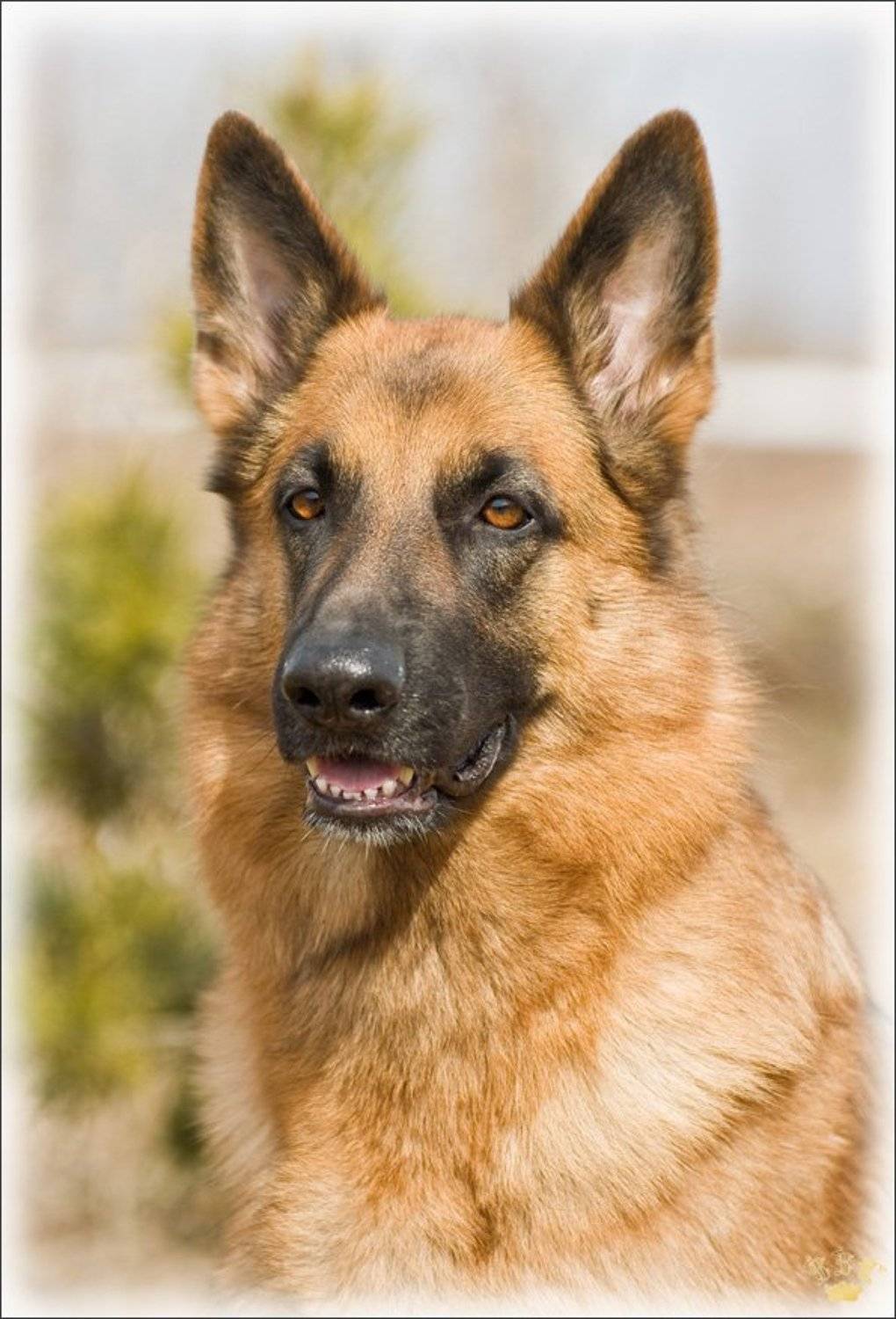 vvs, овчарка, взгляд, Вадим