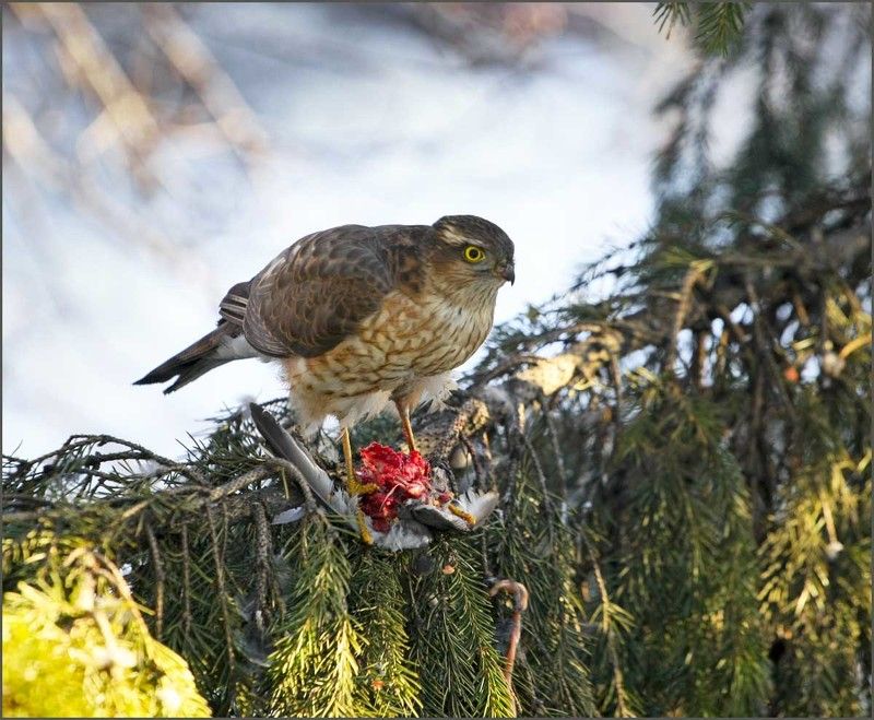 Заоконная теория Дарвина... фото превью
