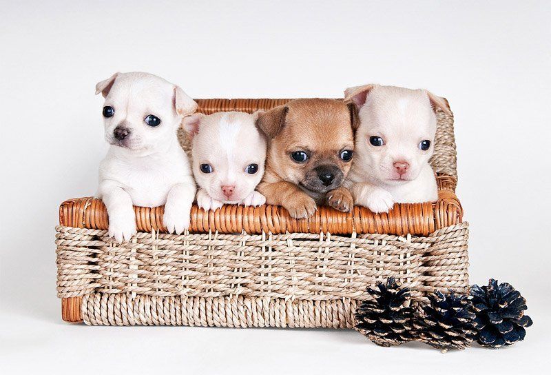 щенки, собаки, чихуа-хуа квартет фото превью