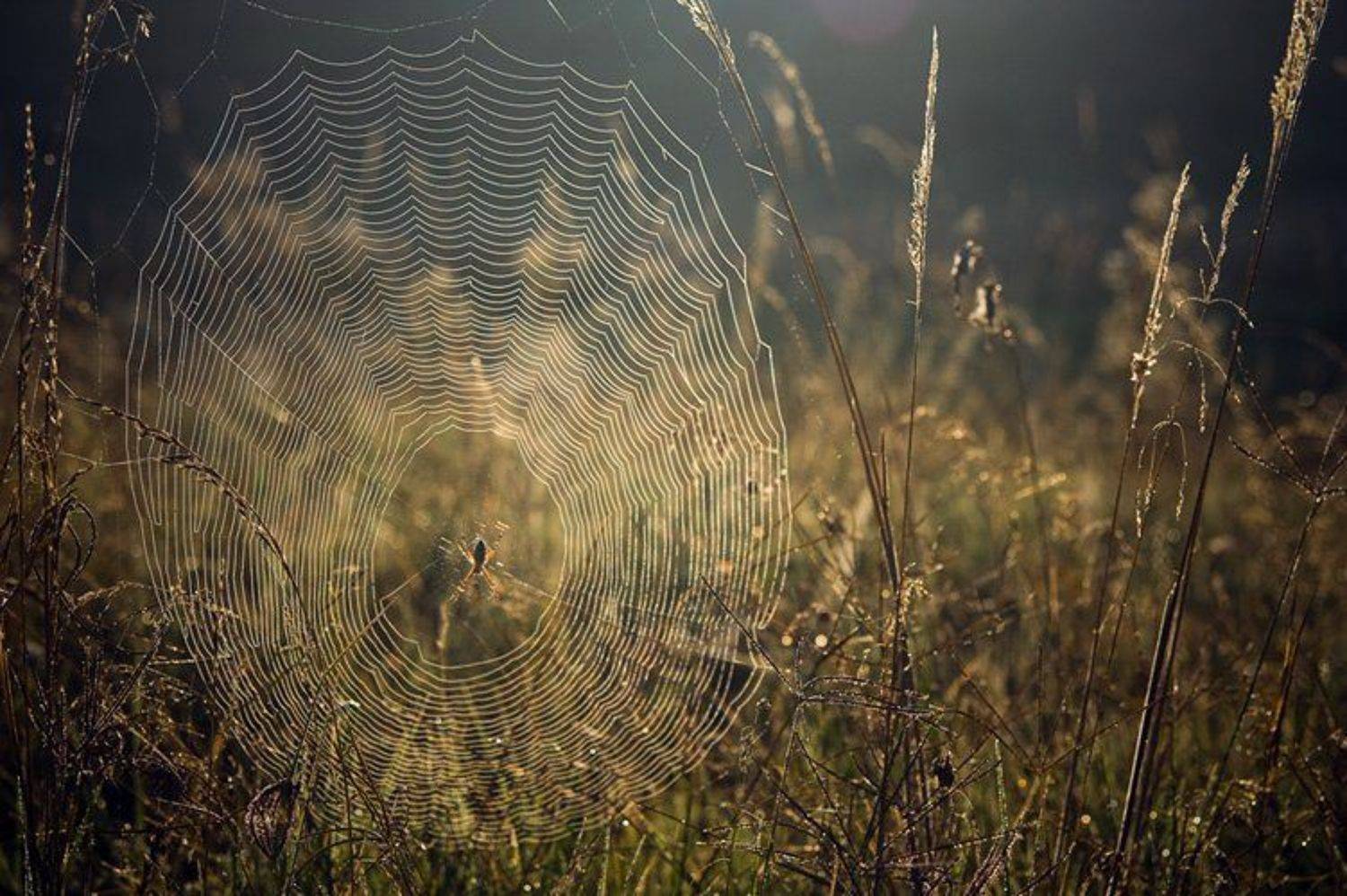 , Синицкий Виталий