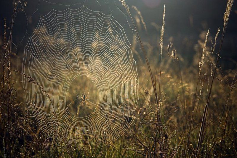 утренняя песнь. фото превью
