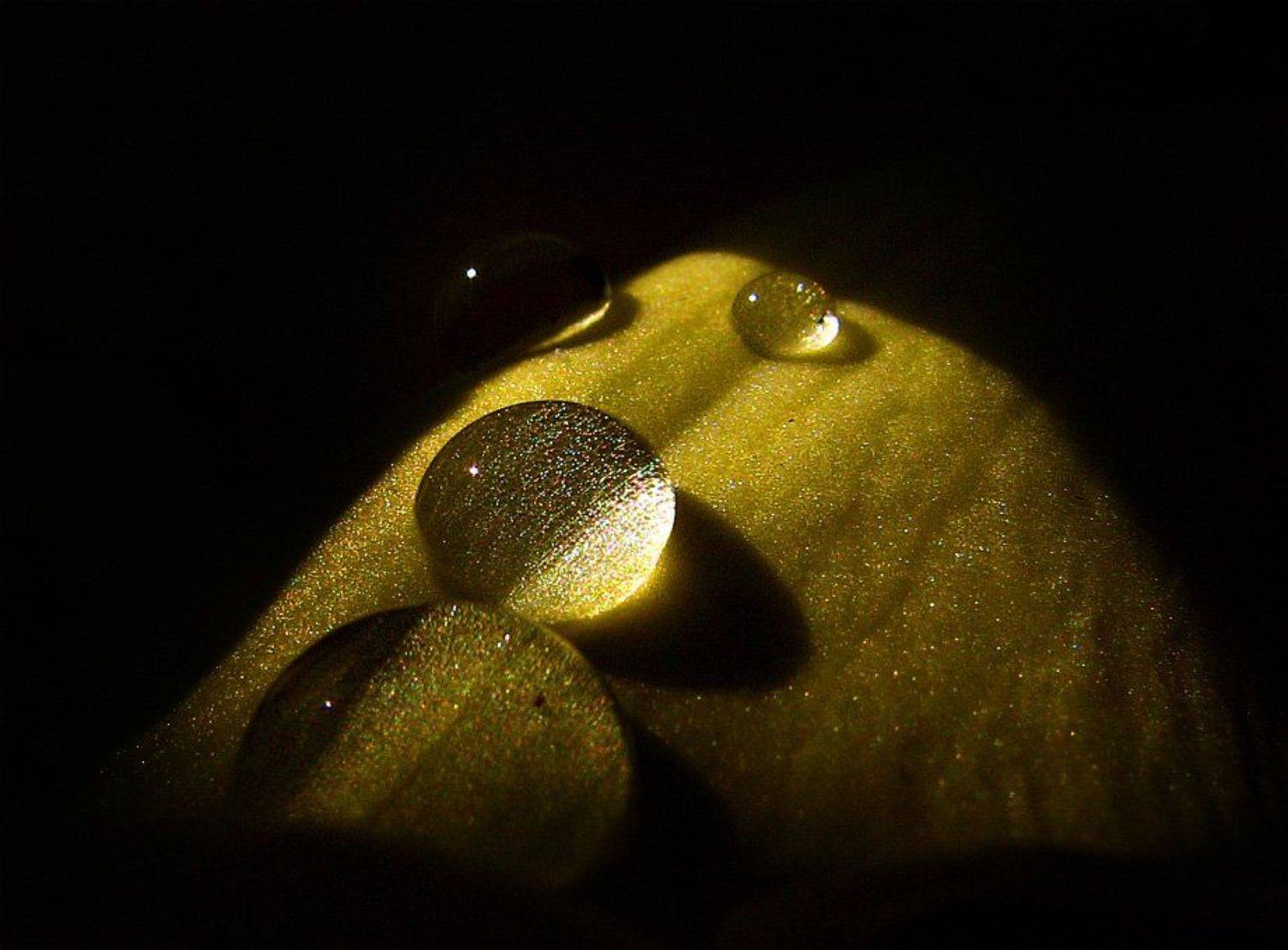 роса, капли, цветок, лепесток, Сергей Матвиец (chieffpovar)